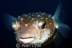 Yellowspotted burrfish - Canon EOS350D; EF-S 18-55mm (set... by Alan Lyall 